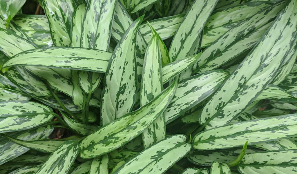 Houseplant; Aglaonema Chineese Evergreen