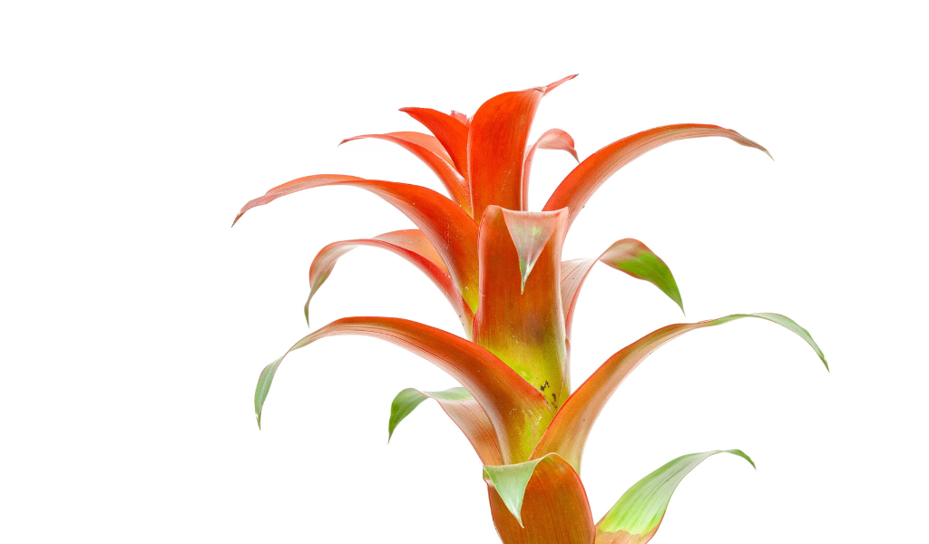 Houseplant: Bromeliad