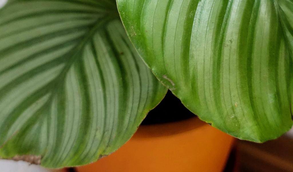 Houseplant: Calathea Orbifolia 