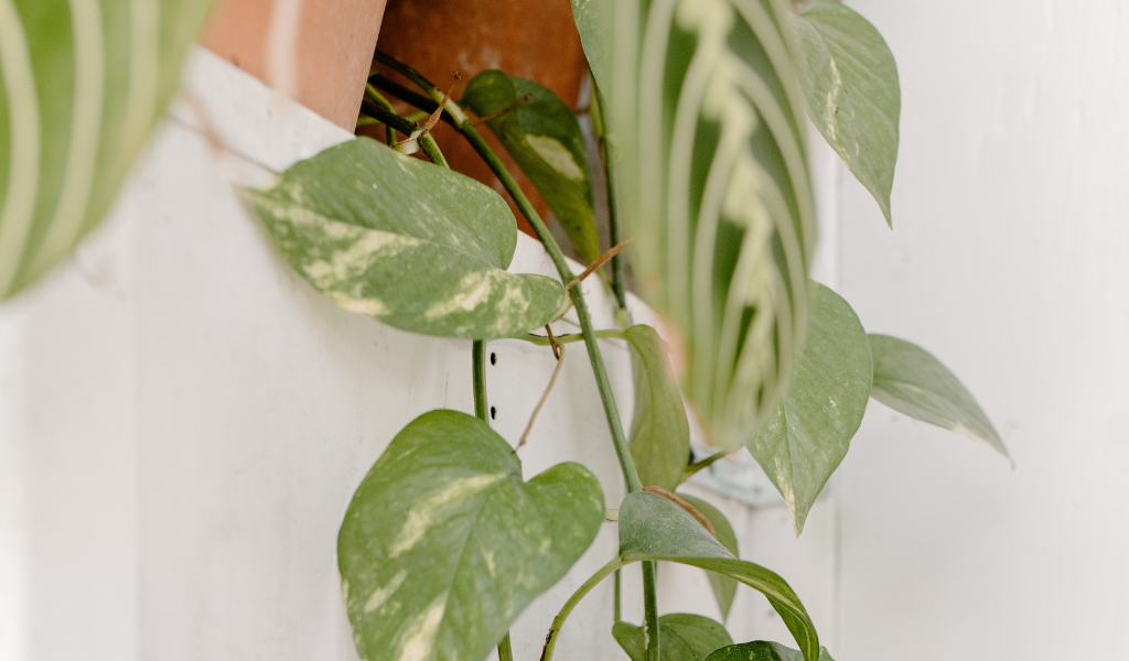 Houseplant: Devil's Ivy 