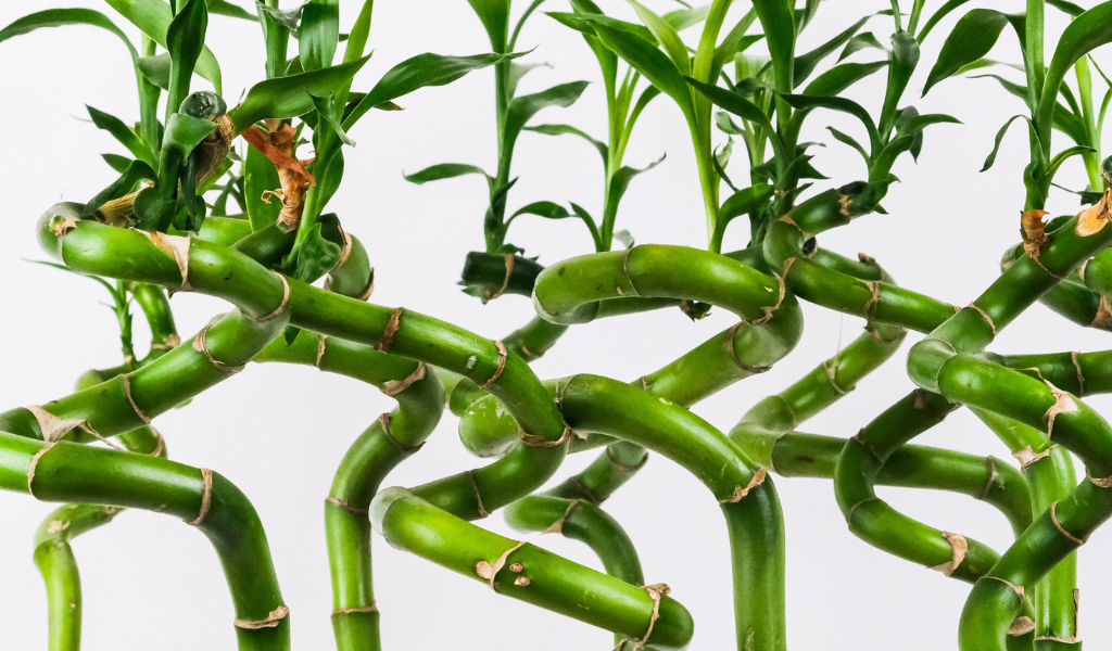 Houseplant: Lucky Bamboo