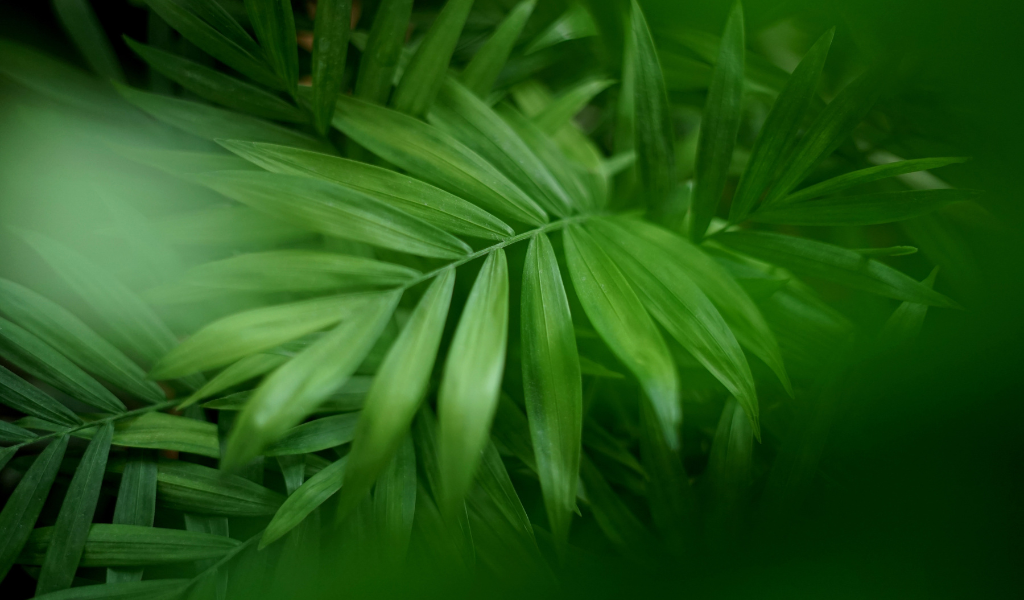 Houseplant: Parlor Palm