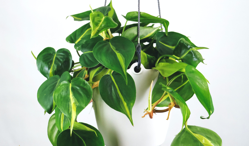 Houseplant: Philodendron