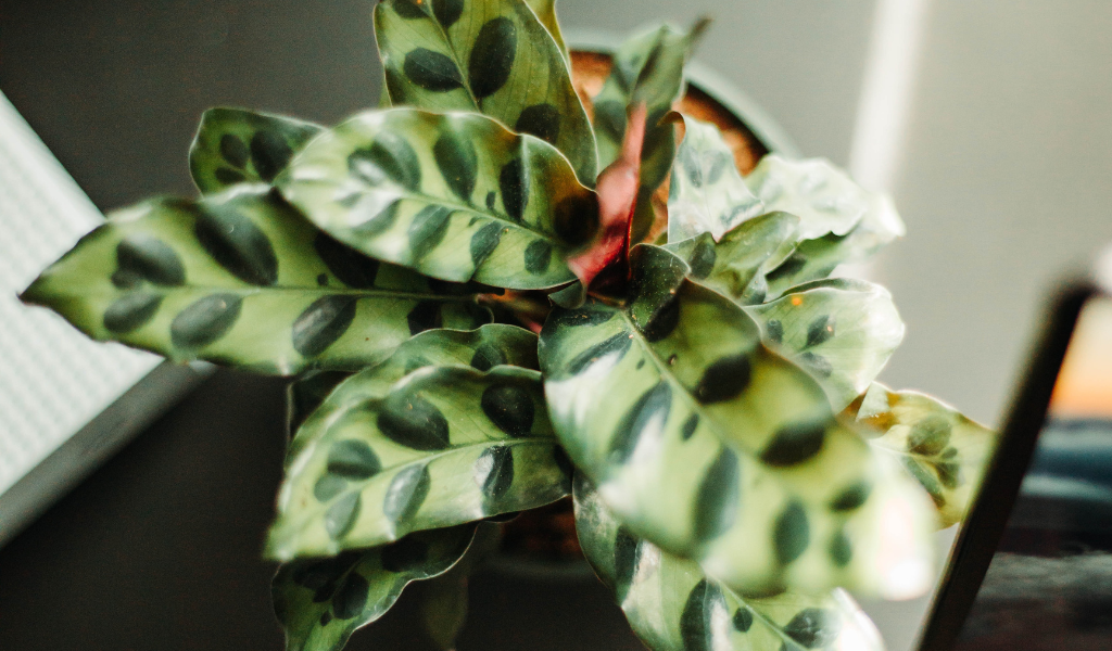 Houseplant: Rattlesnake Plant