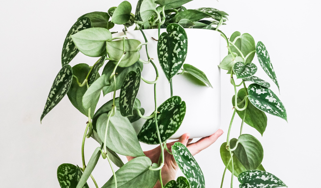 Houseplant: Scindapsus Pictus