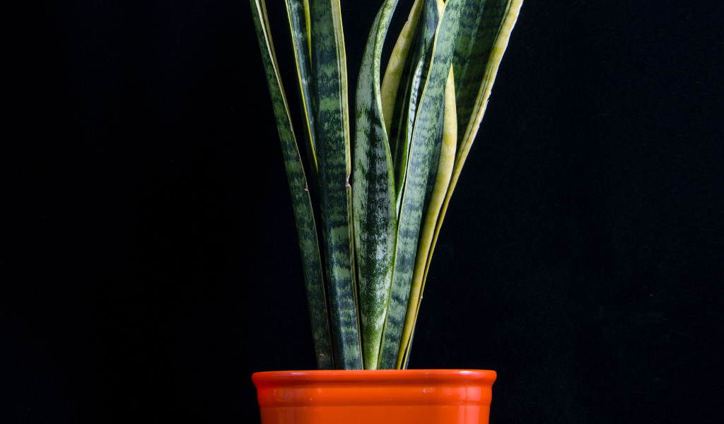 Houseplant: Snake Plant