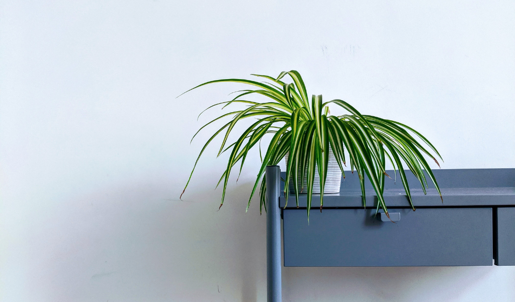 Houseplant: Spider Plant