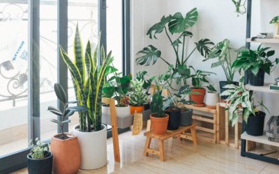 Choosing and Caring for Houseplants